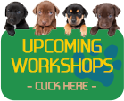 Paw Perspectives' Workshops